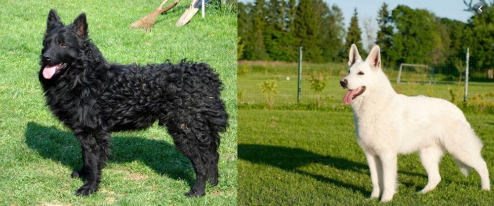 White Shepherd vs Croatian Sheepdog - Breed Comparison