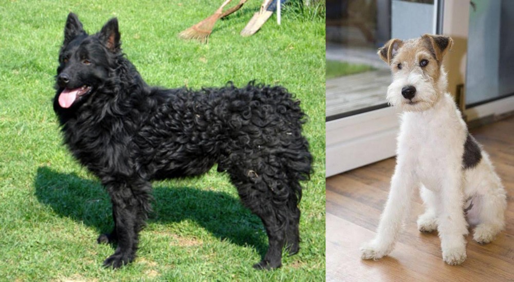Wire Fox Terrier vs Croatian Sheepdog - Breed Comparison