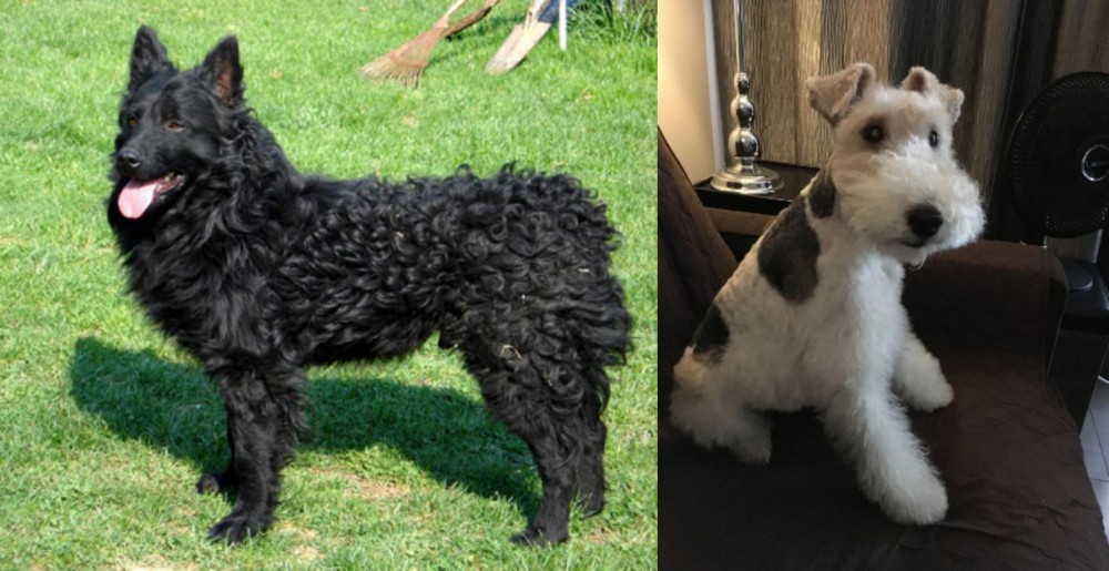 Wire Haired Fox Terrier vs Croatian Sheepdog - Breed Comparison