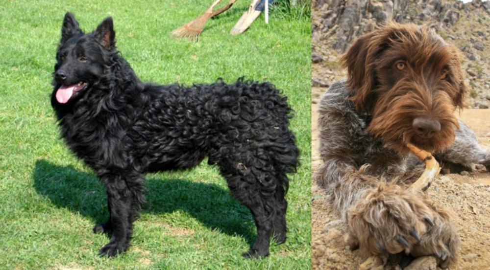 Wirehaired Pointing Griffon vs Croatian Sheepdog - Breed Comparison