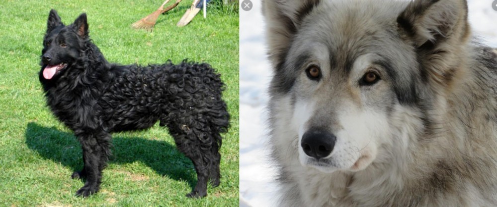 Wolfdog vs Croatian Sheepdog - Breed Comparison