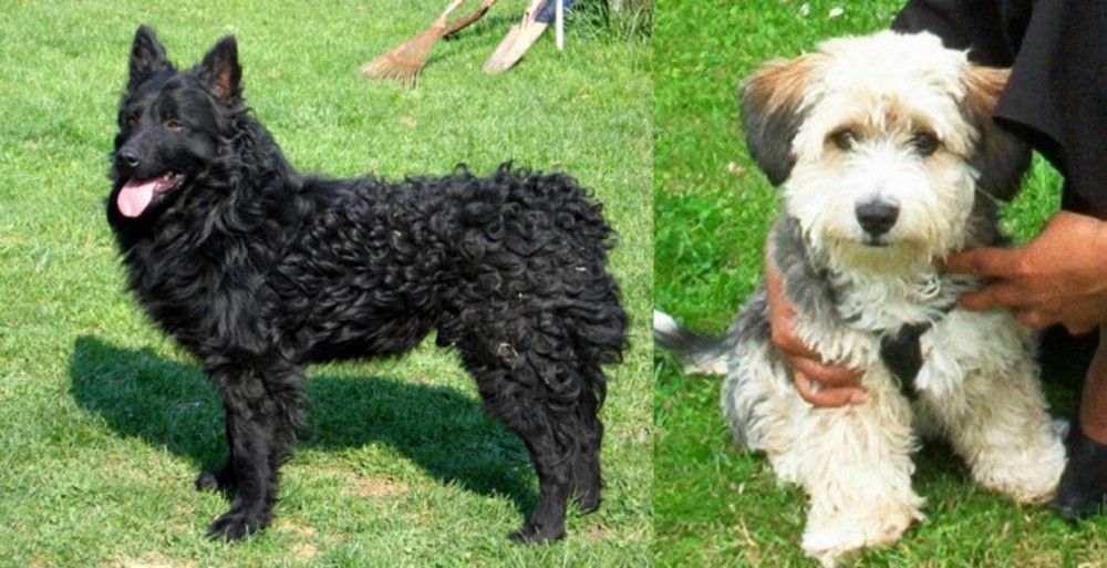 Yo-Chon vs Croatian Sheepdog - Breed Comparison