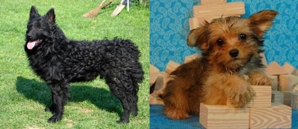 Yorkillon vs Croatian Sheepdog - Breed Comparison