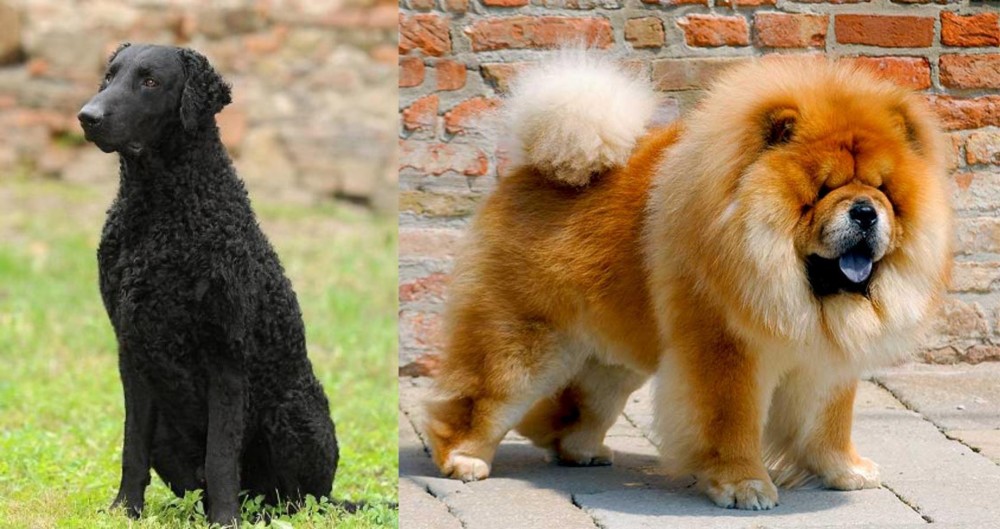 Chow Chow vs Curly Coated Retriever - Breed Comparison