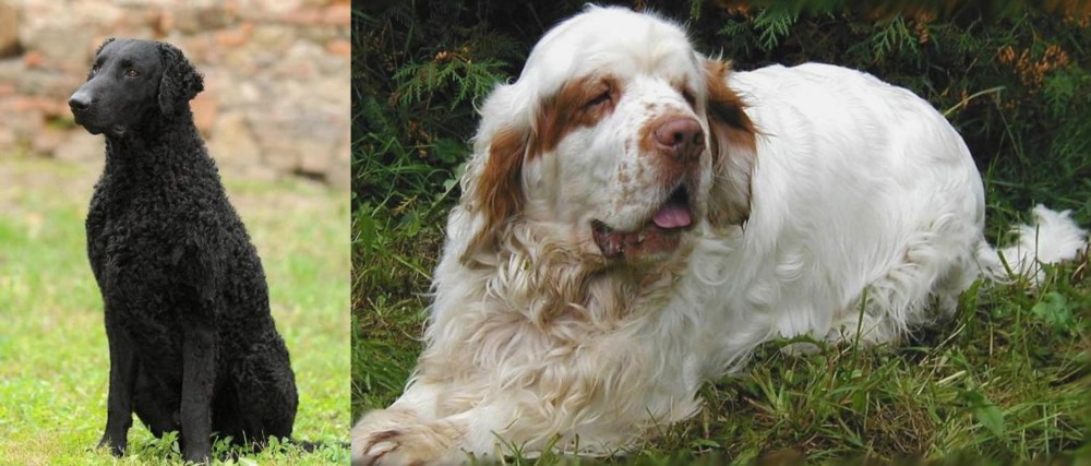 Clumber Spaniel vs Curly Coated Retriever - Breed Comparison