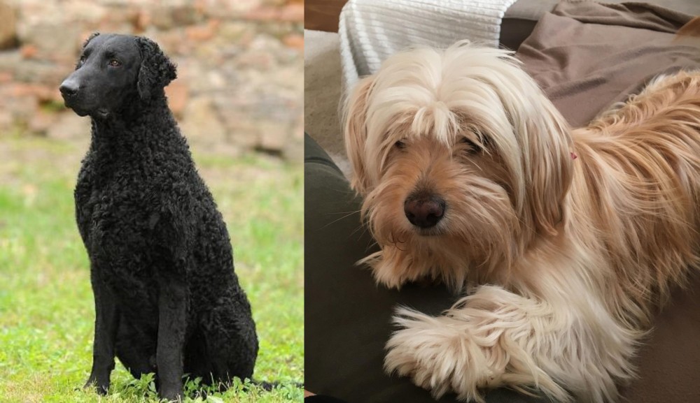 Cyprus Poodle vs Curly Coated Retriever - Breed Comparison