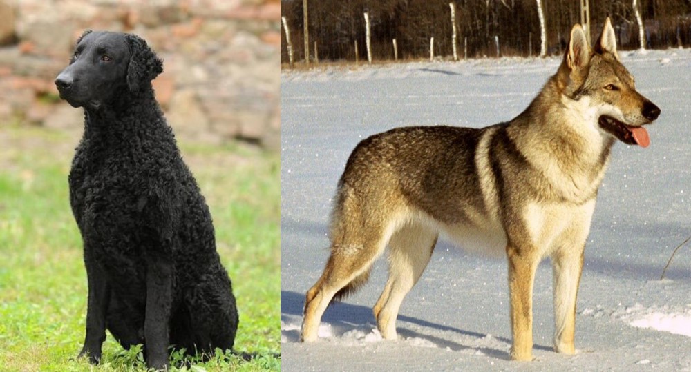 Czechoslovakian Wolfdog vs Curly Coated Retriever - Breed Comparison