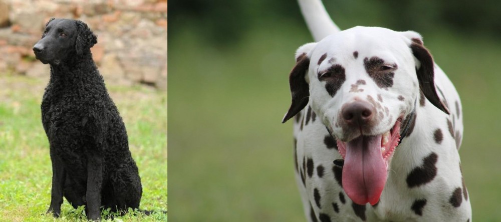Dalmatian vs Curly Coated Retriever - Breed Comparison