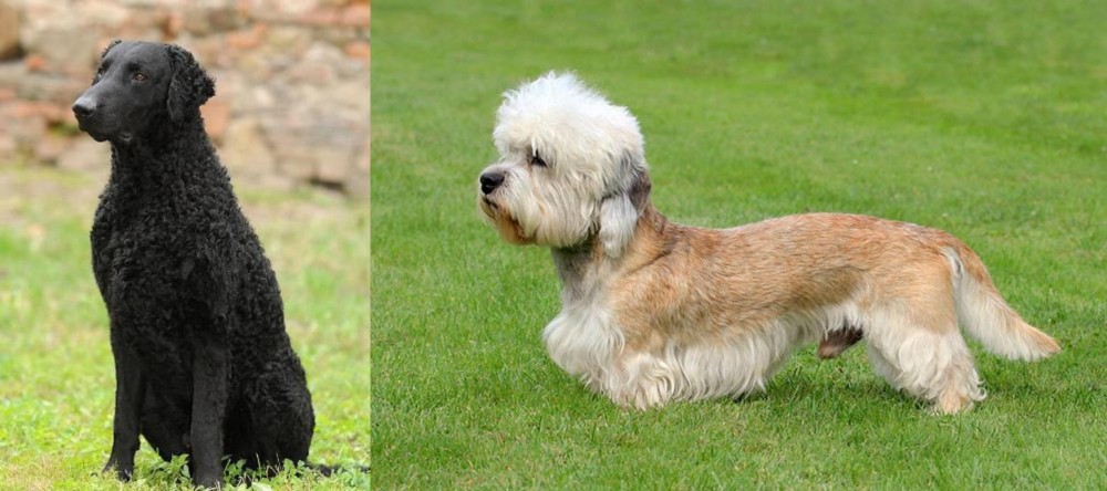 Dandie Dinmont Terrier vs Curly Coated Retriever - Breed Comparison