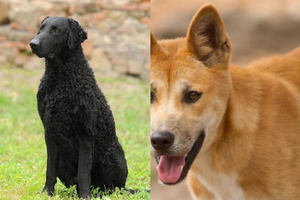 Dingo vs Curly Coated Retriever - Breed Comparison