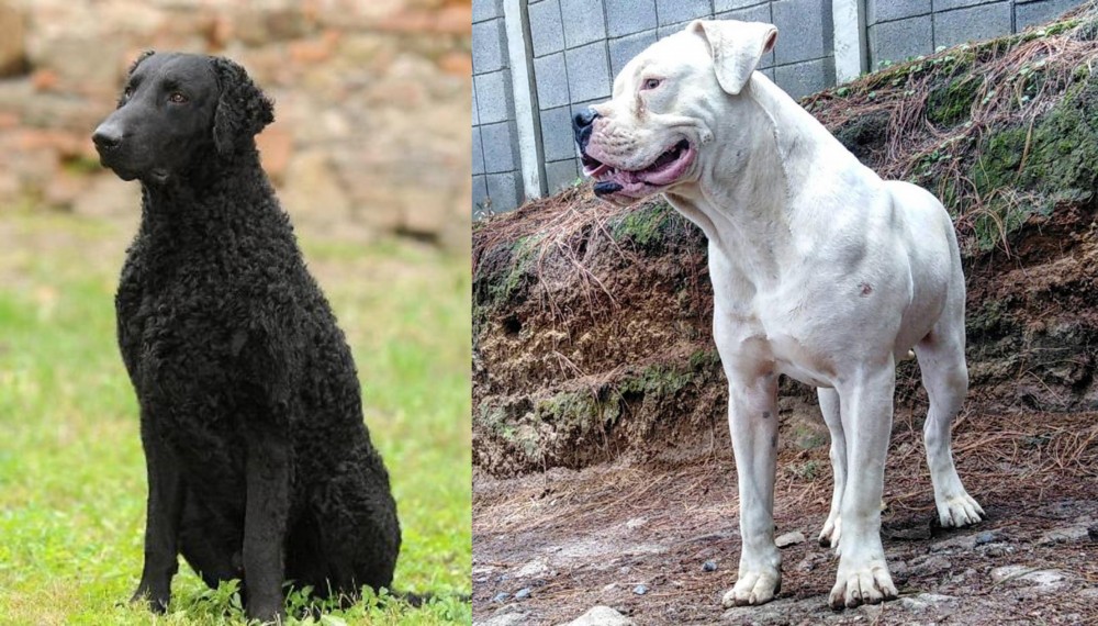 Dogo Guatemalteco vs Curly Coated Retriever - Breed Comparison