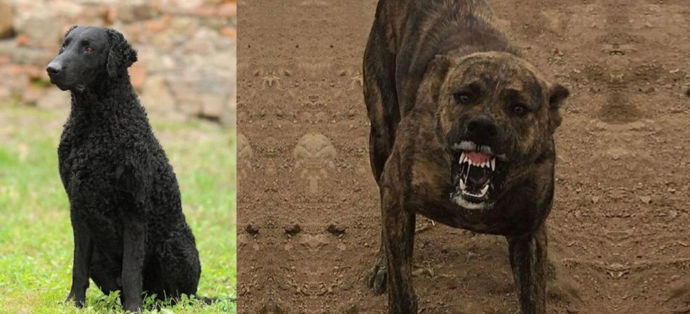 Dogo Sardesco vs Curly Coated Retriever - Breed Comparison