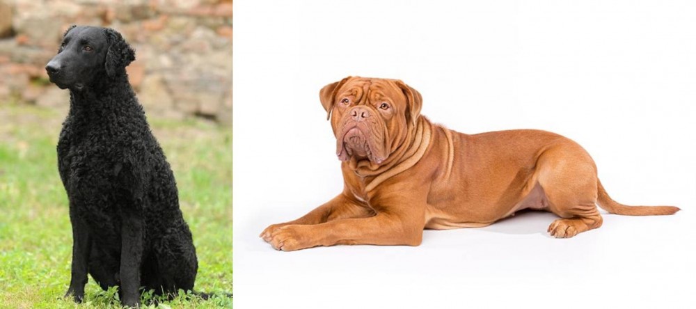 Dogue De Bordeaux vs Curly Coated Retriever - Breed Comparison
