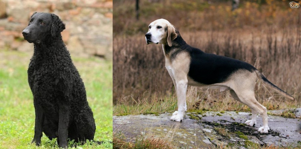 Dunker vs Curly Coated Retriever - Breed Comparison