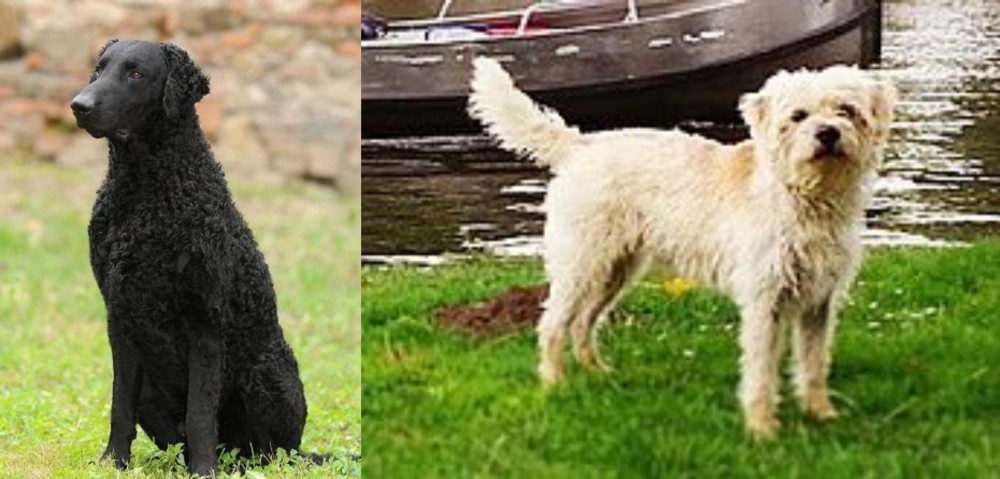 Dutch Smoushond vs Curly Coated Retriever - Breed Comparison