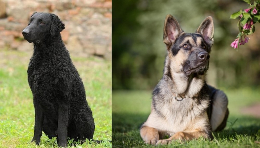 East European Shepherd vs Curly Coated Retriever - Breed Comparison
