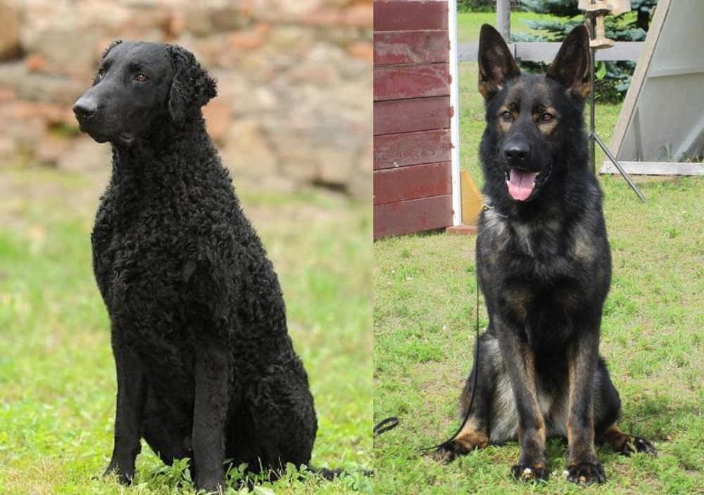 East German Shepherd vs Curly Coated Retriever - Breed Comparison