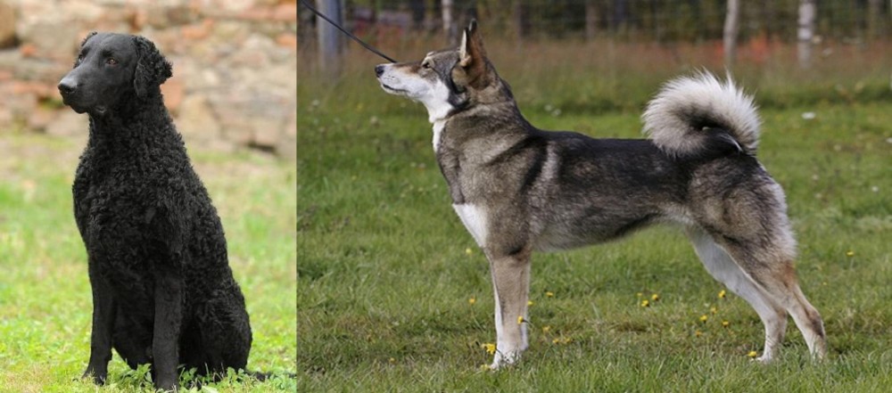 East Siberian Laika vs Curly Coated Retriever - Breed Comparison