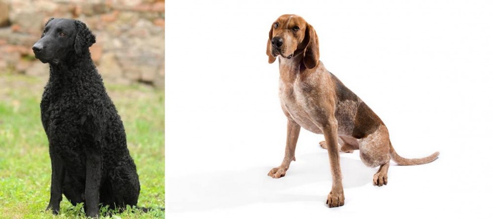 English Coonhound vs Curly Coated Retriever - Breed Comparison