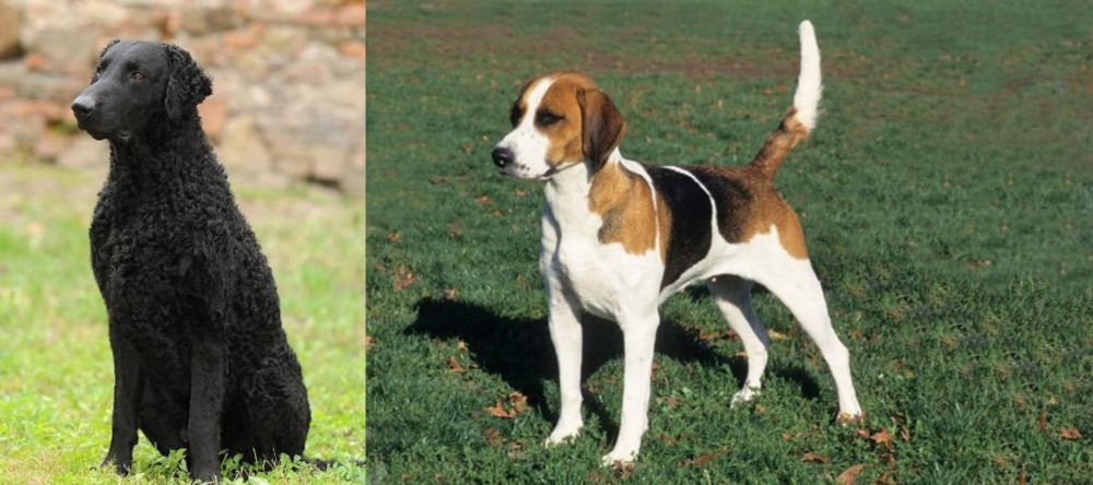 English Foxhound vs Curly Coated Retriever - Breed Comparison