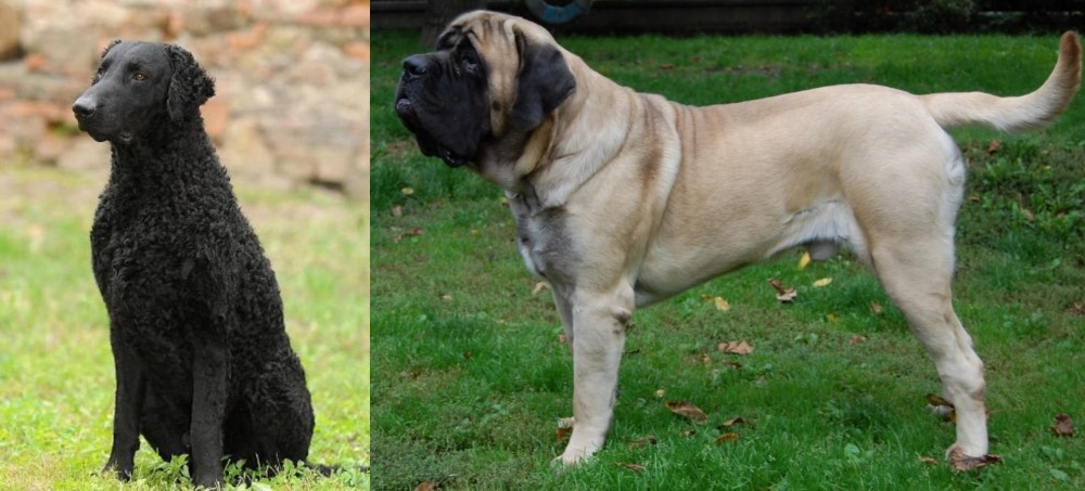 English Mastiff vs Curly Coated Retriever - Breed Comparison