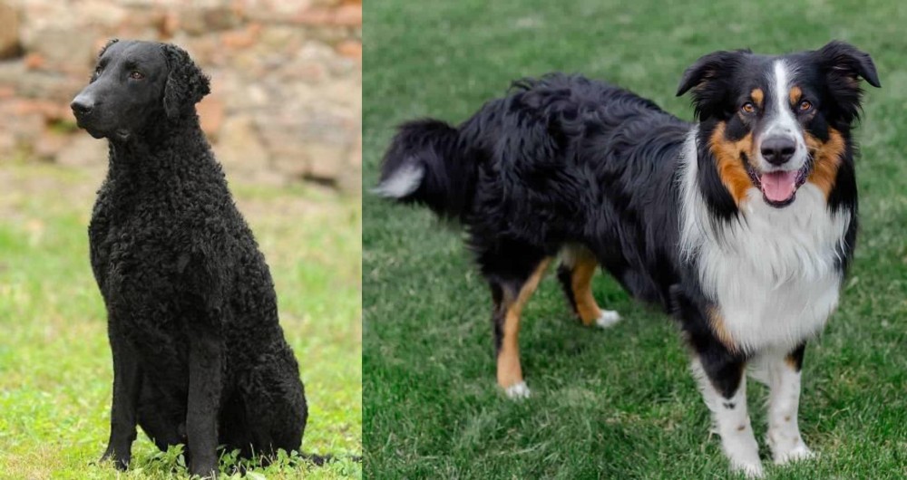 English Shepherd vs Curly Coated Retriever - Breed Comparison