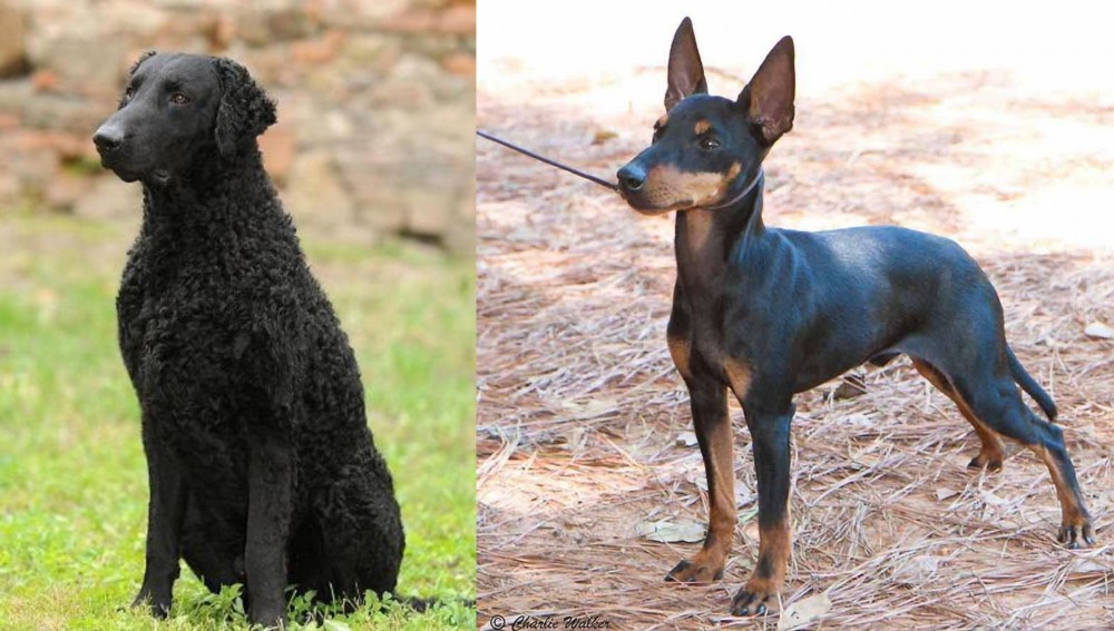 English Toy Terrier (Black & Tan) vs Curly Coated Retriever - Breed Comparison