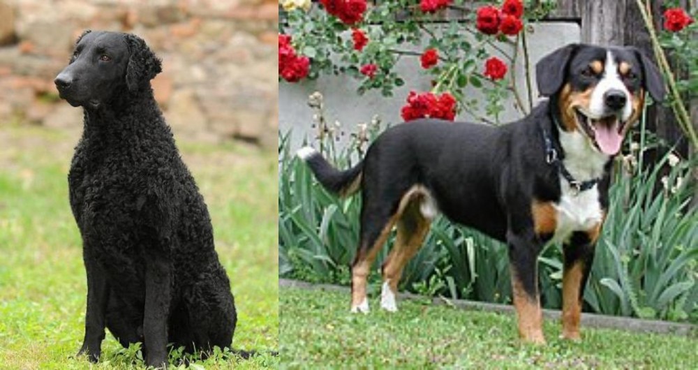 Entlebucher Mountain Dog vs Curly Coated Retriever - Breed Comparison