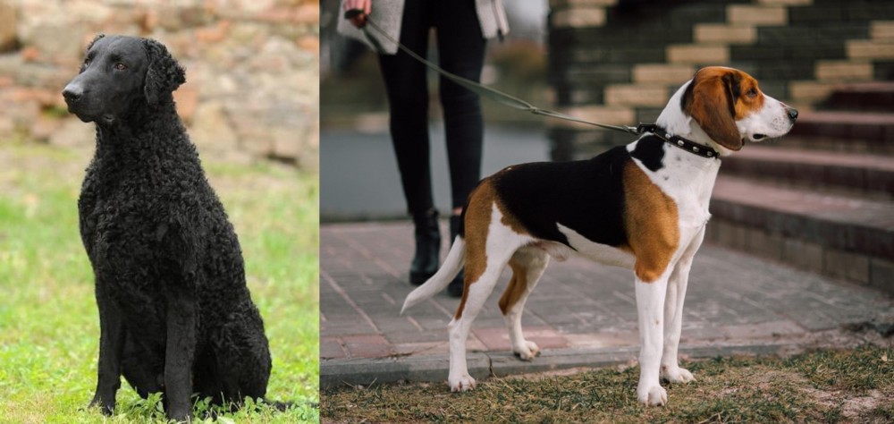 Estonian Hound vs Curly Coated Retriever - Breed Comparison