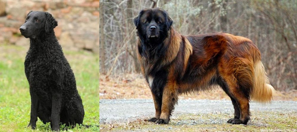 Estrela Mountain Dog vs Curly Coated Retriever - Breed Comparison