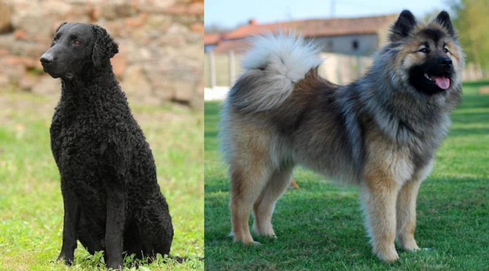 Eurasier vs Curly Coated Retriever - Breed Comparison