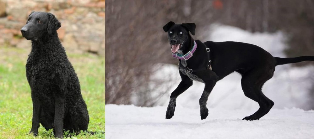 Eurohound vs Curly Coated Retriever - Breed Comparison