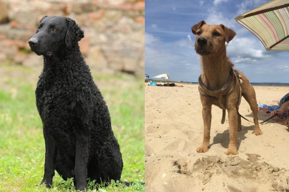 Fell Terrier vs Curly Coated Retriever - Breed Comparison
