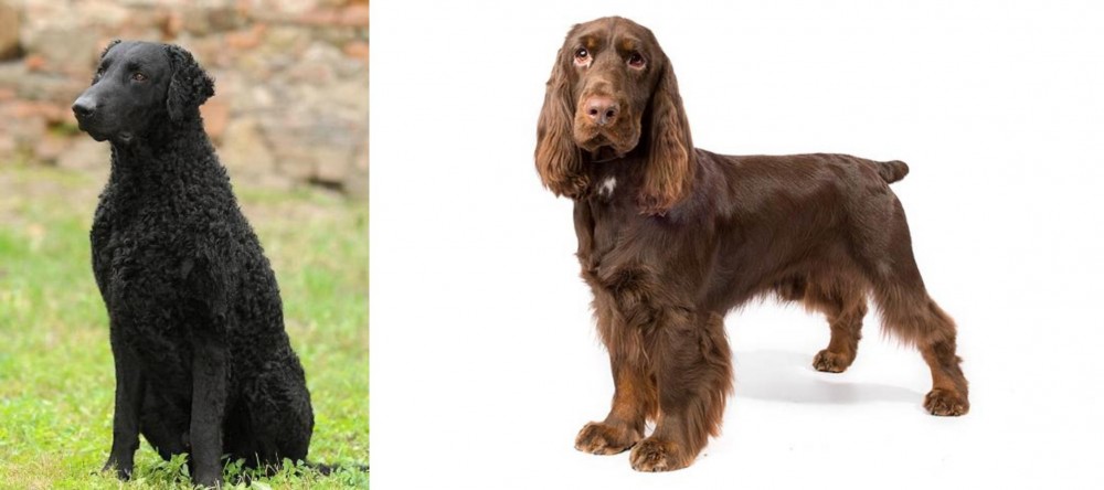 Field Spaniel vs Curly Coated Retriever - Breed Comparison