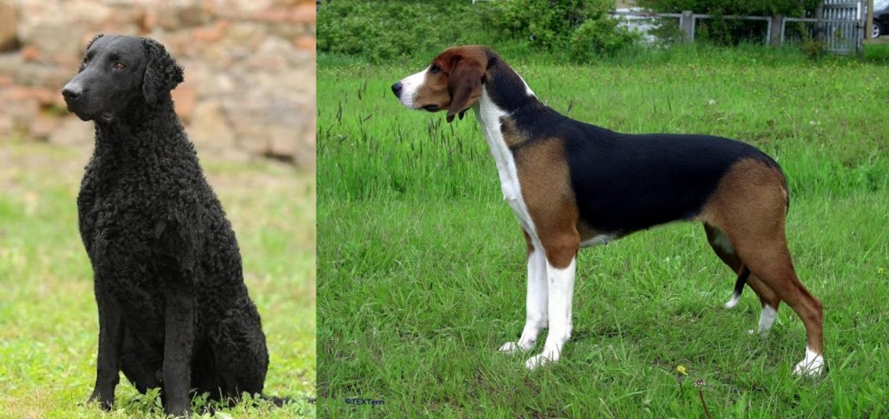Finnish Hound vs Curly Coated Retriever - Breed Comparison