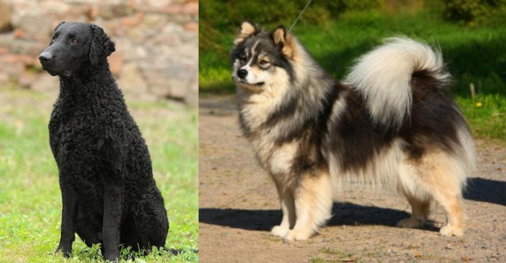 Finnish Lapphund vs Curly Coated Retriever - Breed Comparison
