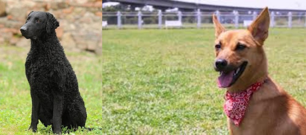 Formosan Mountain Dog vs Curly Coated Retriever - Breed Comparison