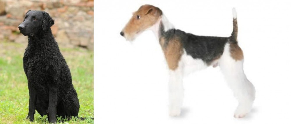 Fox Terrier vs Curly Coated Retriever - Breed Comparison