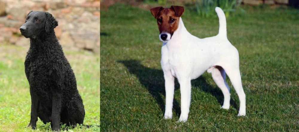 Fox Terrier (Smooth) vs Curly Coated Retriever - Breed Comparison