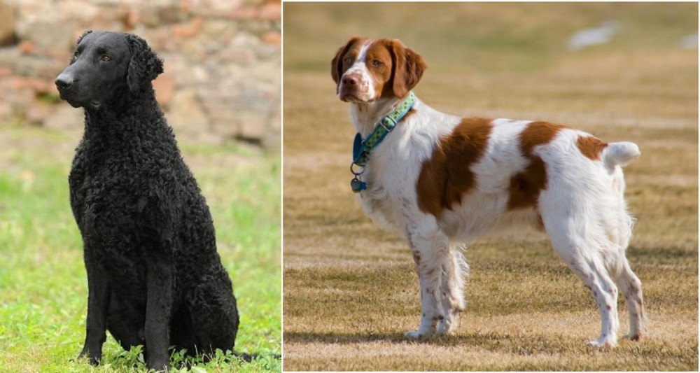 French Brittany vs Curly Coated Retriever - Breed Comparison