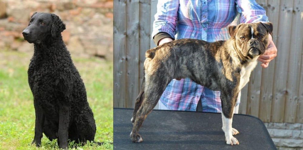 Fruggle vs Curly Coated Retriever - Breed Comparison