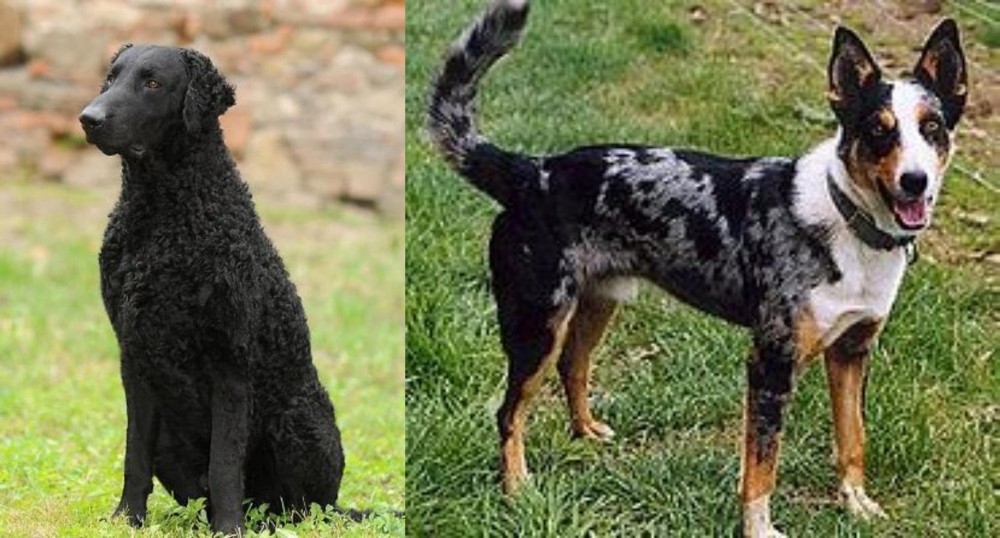 German Coolie vs Curly Coated Retriever - Breed Comparison