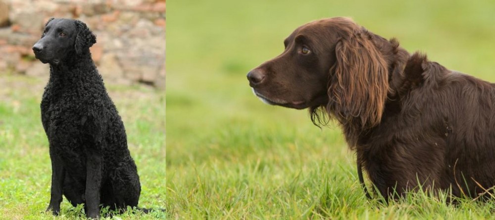 German Longhaired Pointer vs Curly Coated Retriever - Breed Comparison