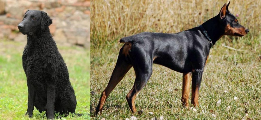 German Pinscher vs Curly Coated Retriever - Breed Comparison