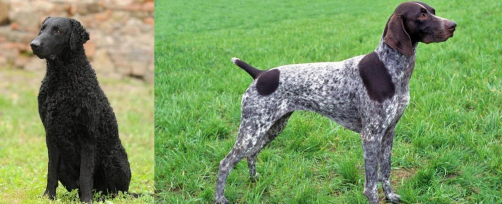 German Shorthaired Pointer vs Curly Coated Retriever - Breed Comparison