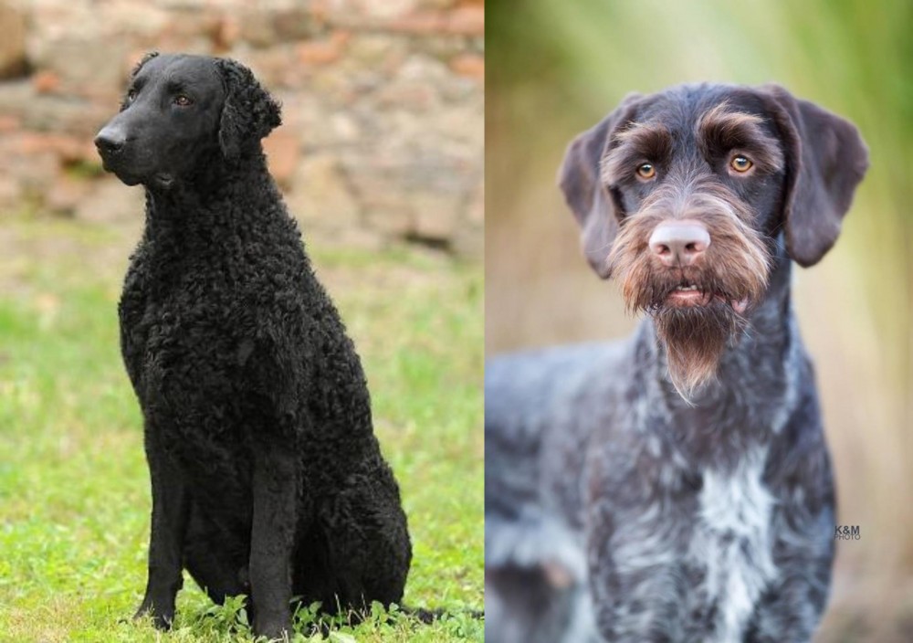 German Wirehaired Pointer vs Curly Coated Retriever - Breed Comparison