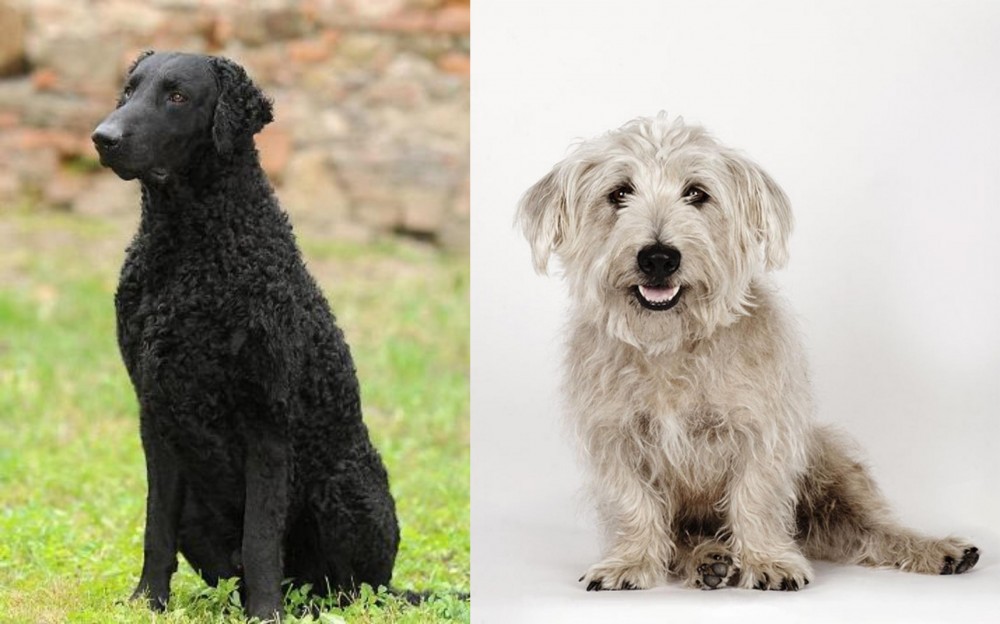 Glen of Imaal Terrier vs Curly Coated Retriever - Breed Comparison