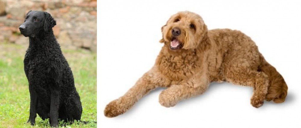 Golden Doodle vs Curly Coated Retriever - Breed Comparison