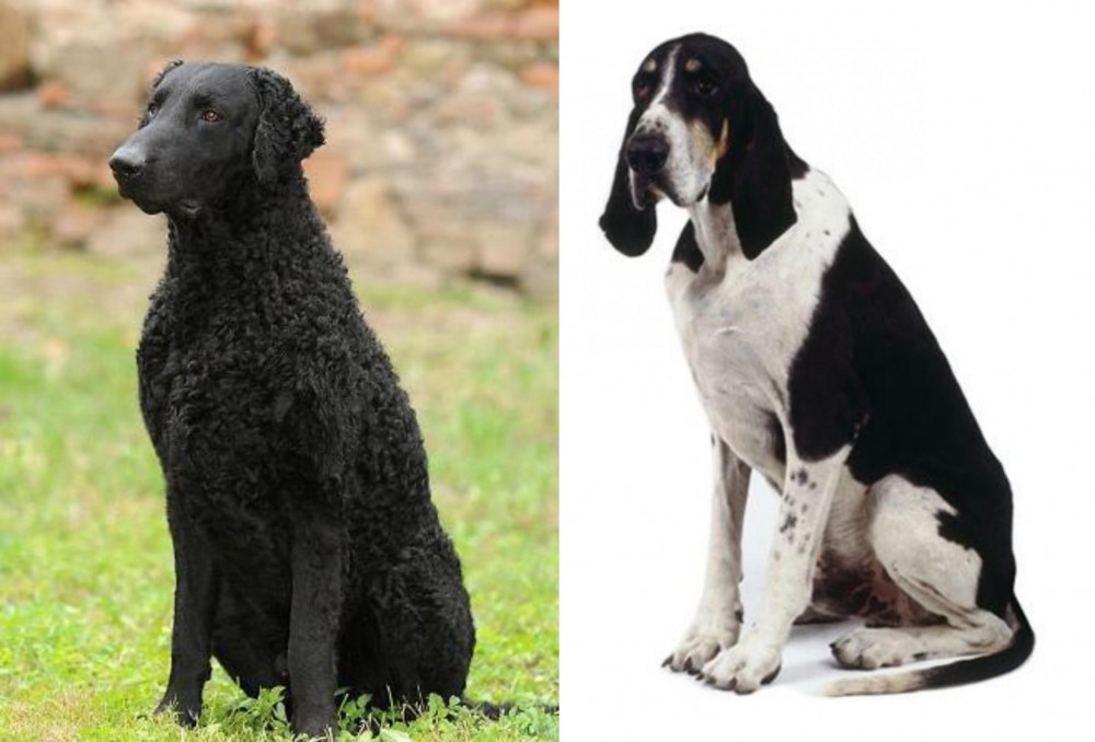 Grand Anglo-Francais Blanc et Noir vs Curly Coated Retriever - Breed Comparison