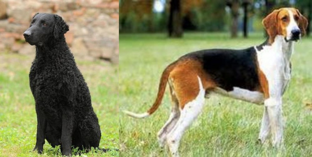 Grand Anglo-Francais Tricolore vs Curly Coated Retriever - Breed Comparison